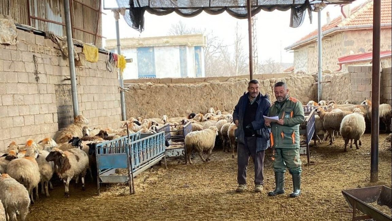 Ereğli’de küçükbaş hayvanlara şap aşısı