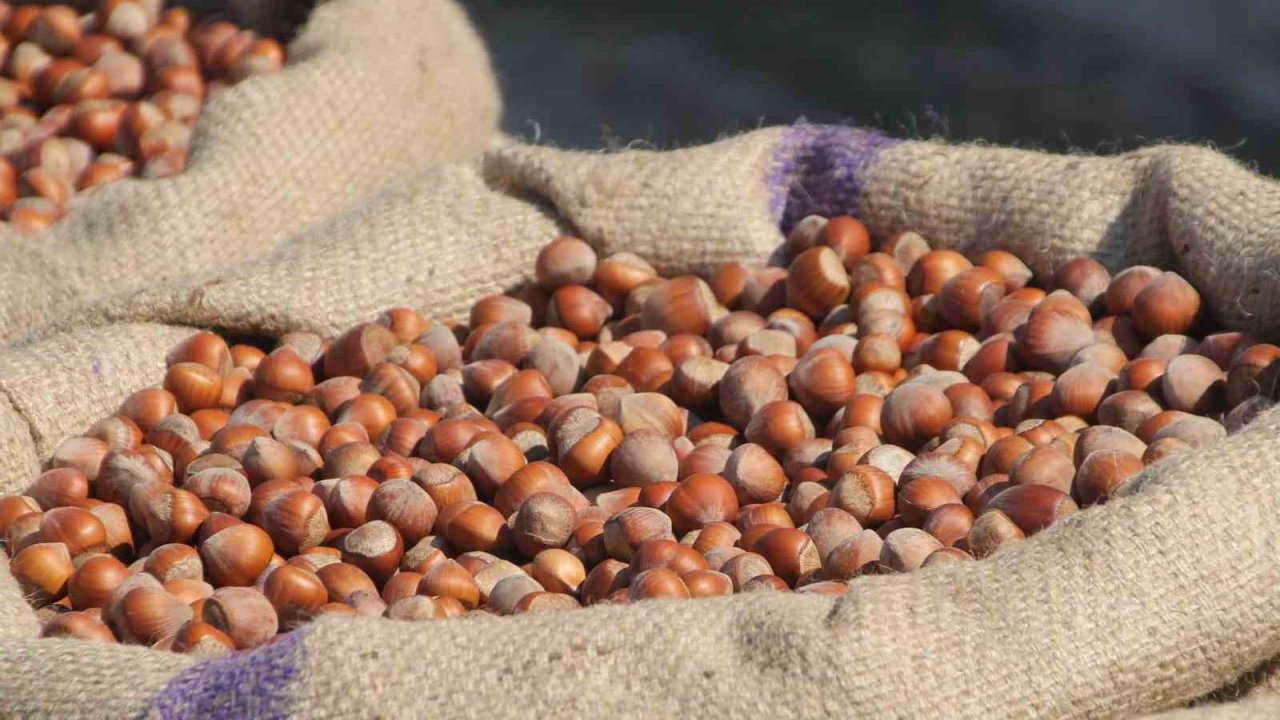 Fındık fiyatlarında artış beklentisi
