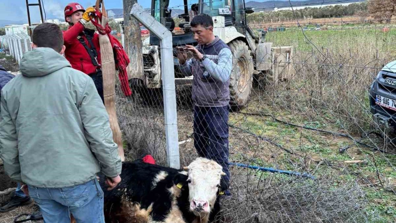 Gömeç’te kuyuya düşen ineğin imdadına itfaiye yetişti