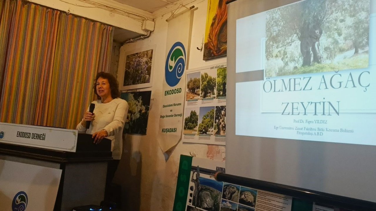 Aydın’da ölmez ağaç konuşuldu