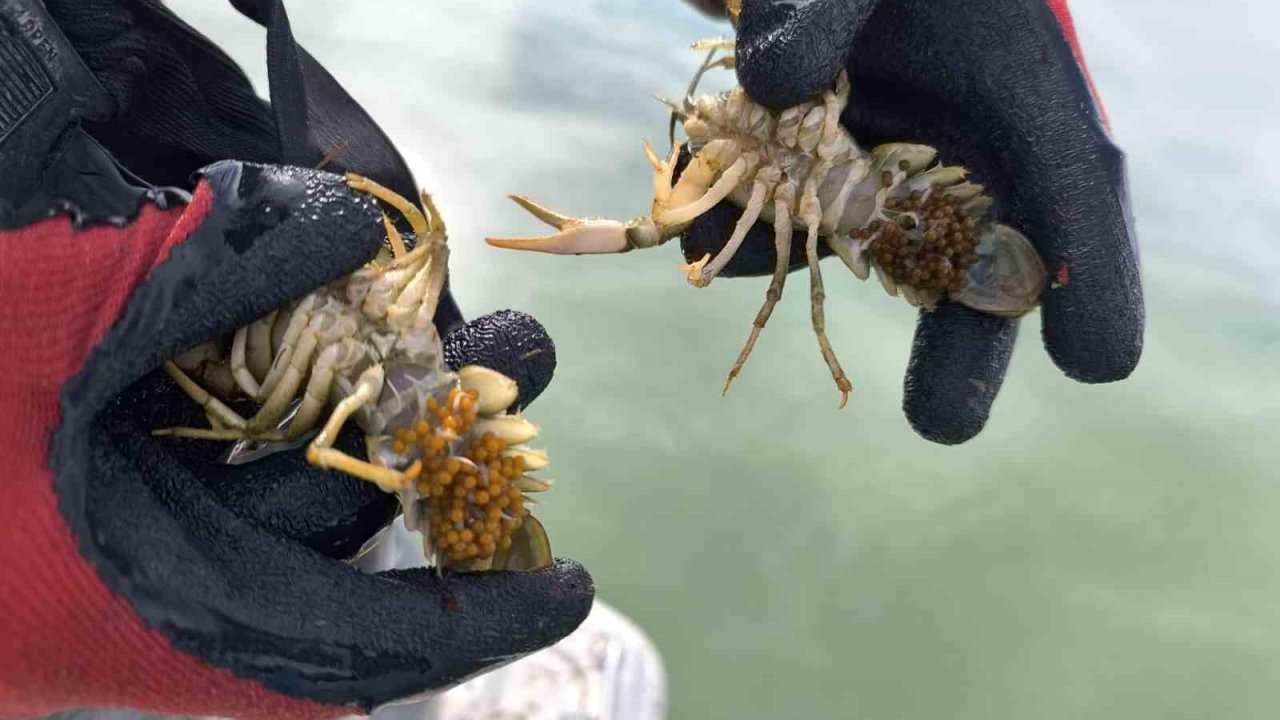 Eğirdir Gölü’nde yasa dışı avlanan 100 kilogram canlı kerevit göle salındı