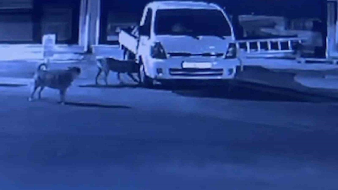 Sokak köpekleri park halindeki kamyoneti parçaladı: O anlar kamerada