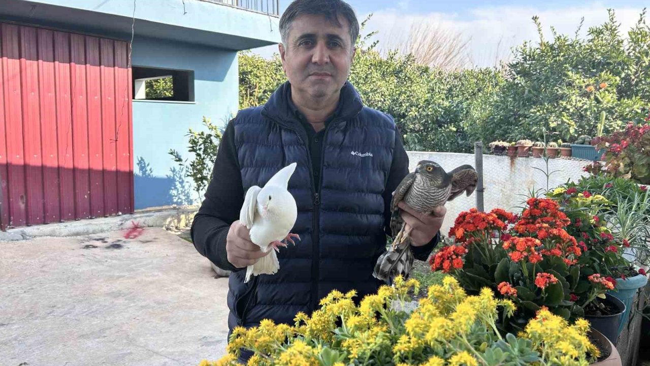 Güvercinlerini parçalayan atmacayı yakalayıp besledikten sonra doğaya saldı