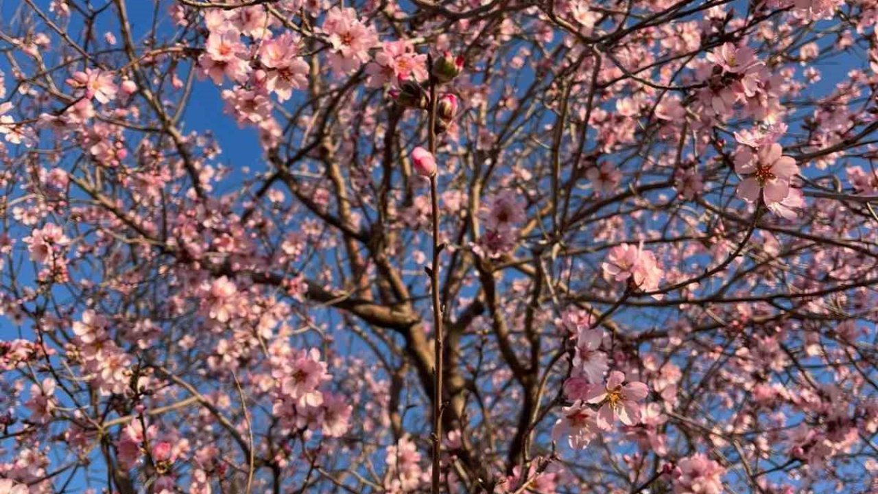 Mardin’de badem ağacı erken çiçek açtı