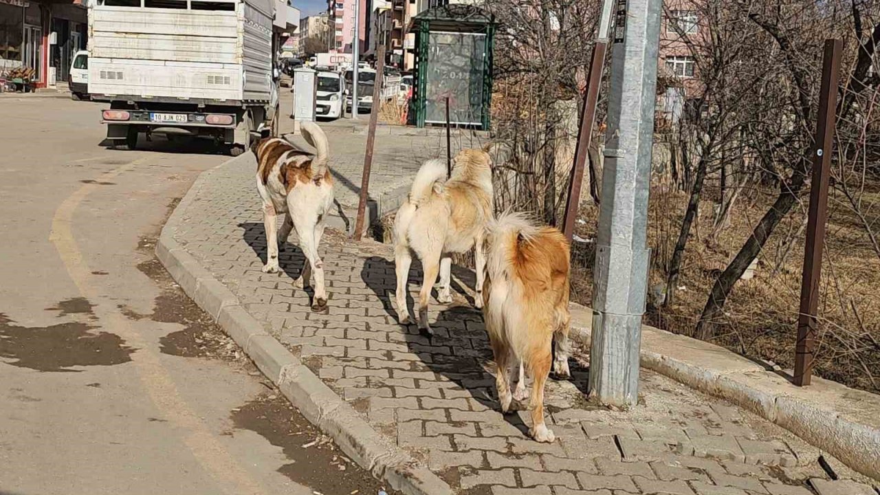 İspir’de başıboş köpekler tehdit oluşturuyor