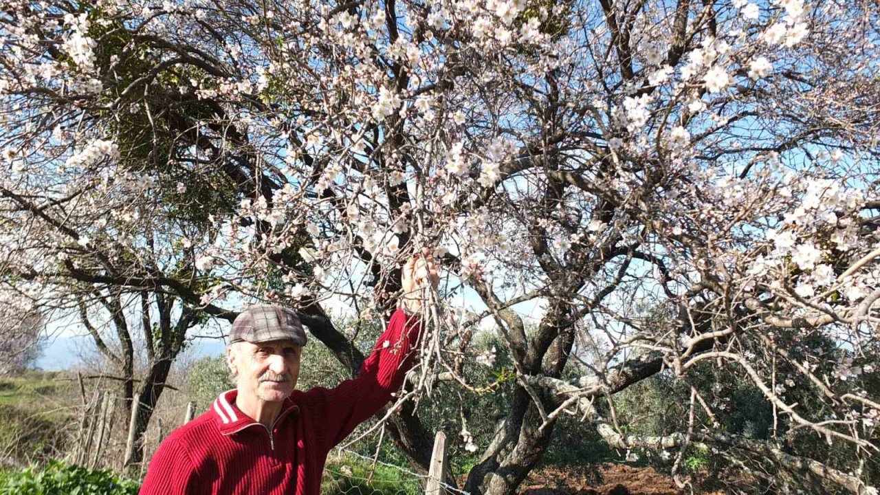 Balıkesir’de bademler kış ortasında çiçek actı