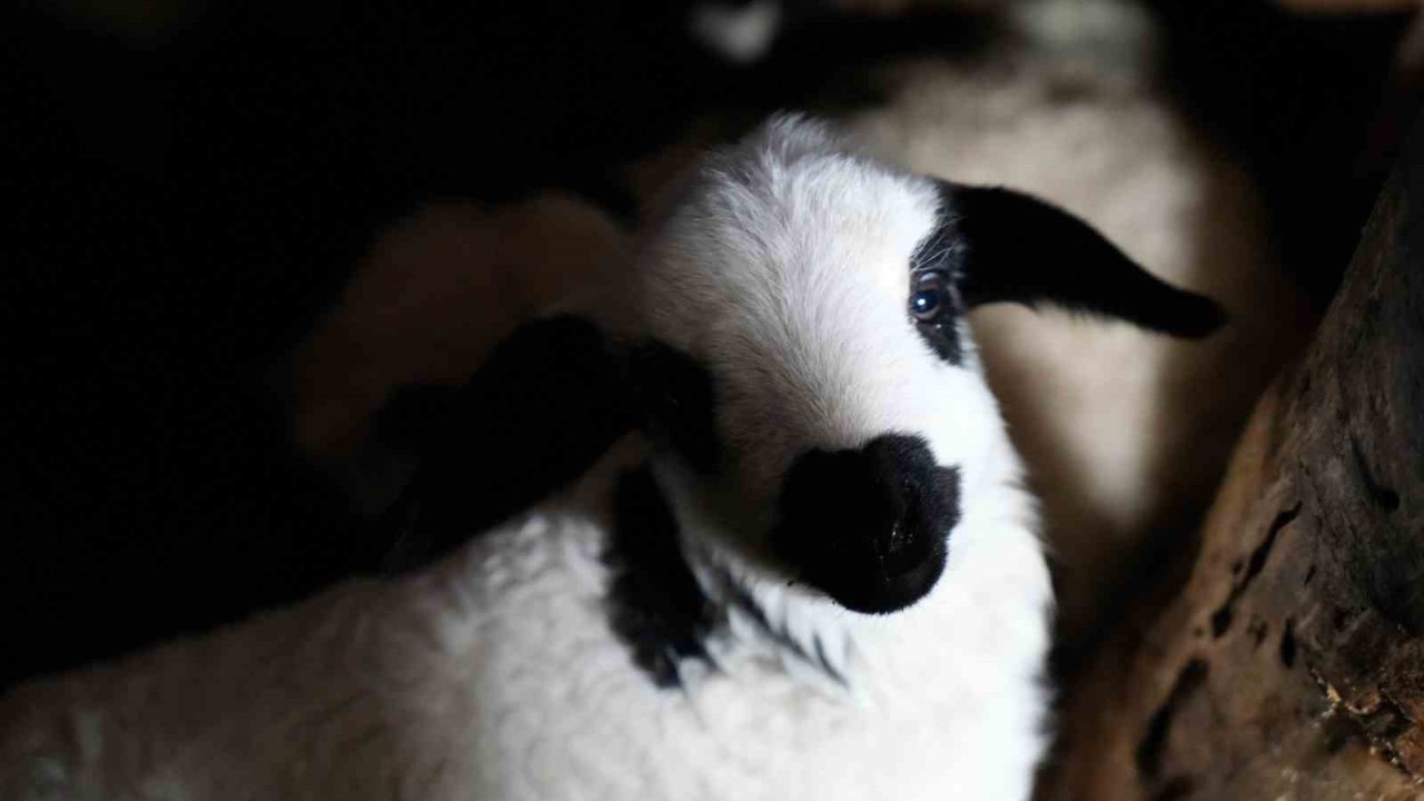Bayburt’ta yeni doğan kuzularla birlikte besicilerde tatlı telaş yaşanıyor