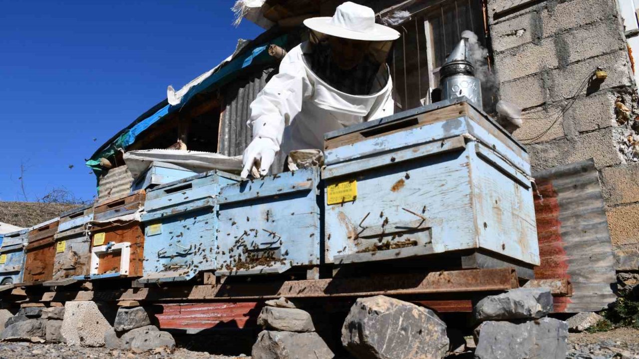 Şırnak’ta bal arıları kışı tam yaşamadan erken uyandı
