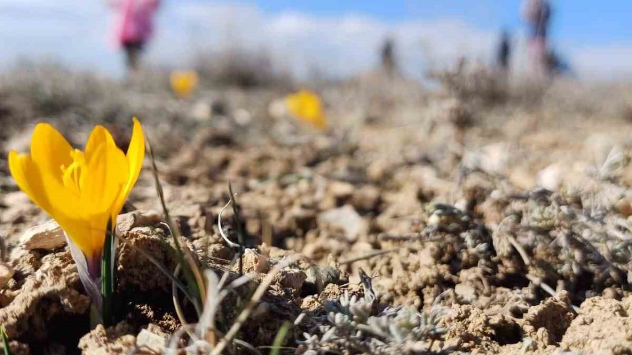 Bahar’ın habercisi kardelenler erken çiçek açtı