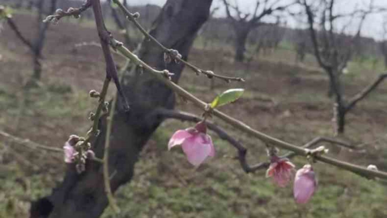 İznik’te şeftali ağaçları erken çiçek açtı
