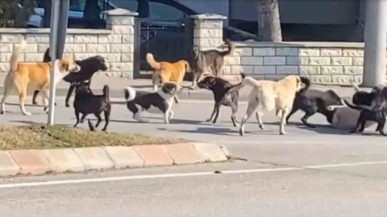 Sürü halindeki 15 köpeğin kavgası korkuttu