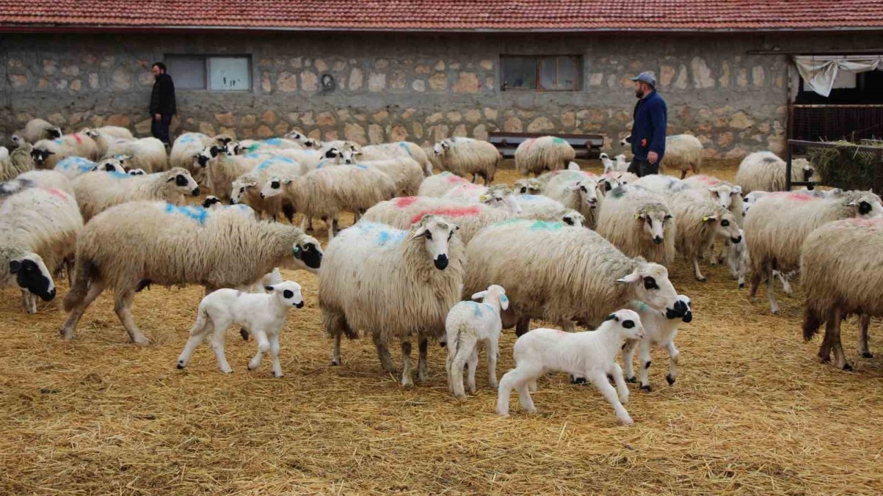 Bu koyunlar en az ikiz yavruluyor: 3 kilo doğan süt kuzuları 2,5 ayda 30 kiloya ulaşıyor