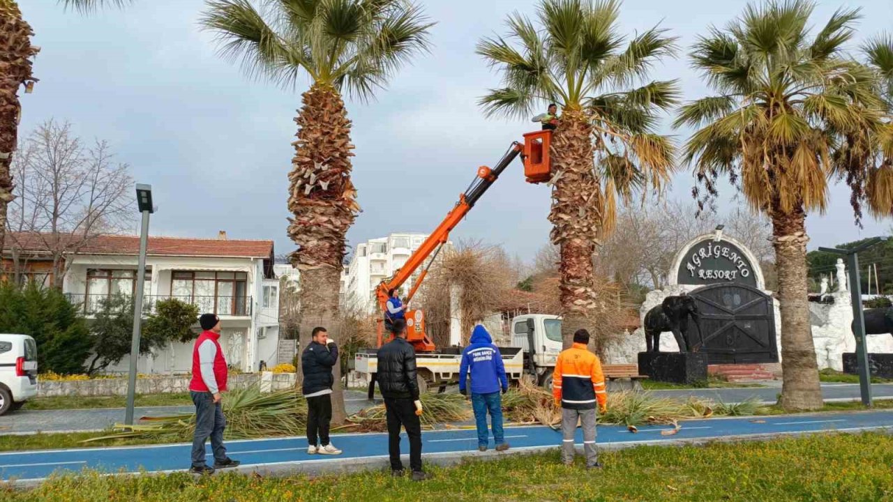 Erdek’te palmiyeler kuruyor, belediye tedbir almada geç kaldı