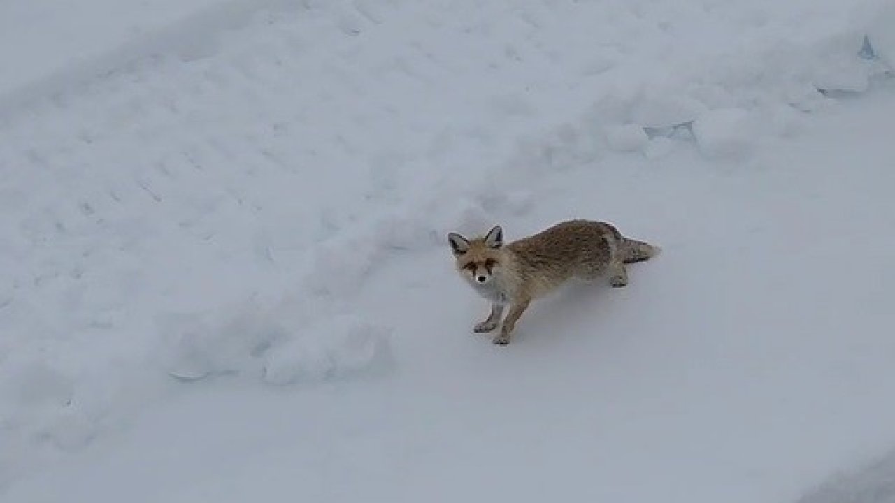 Bayburtlu vatandaş ekmek yemeyen tilkiyi meşhur Antep baklavasıyla besledi