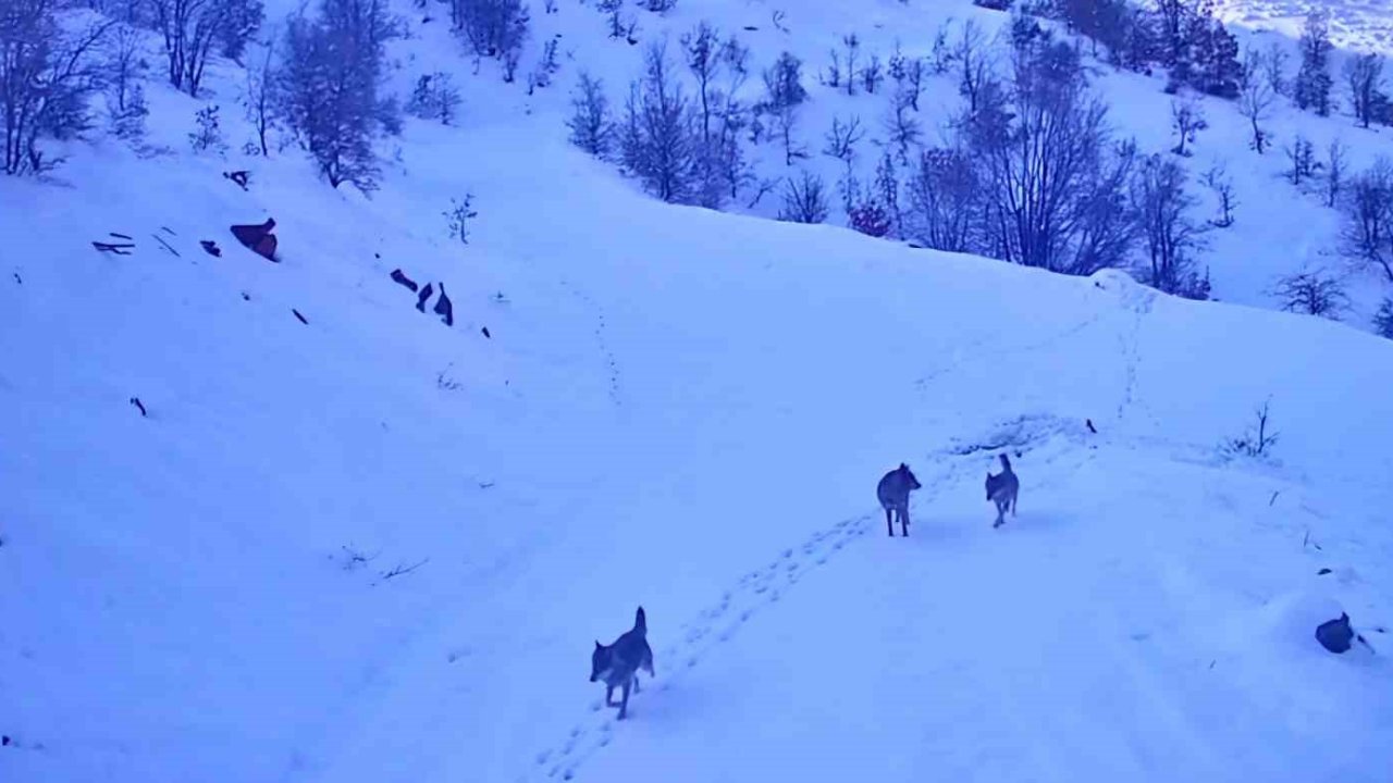Elazığ’da aç kalan kurtlar köye indi