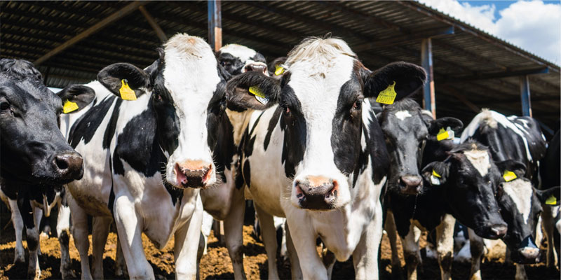 Kars’ta Hayvancılığa Büyük Destek! Üreticilere 270 Bin TL Besi desteği geliyor..