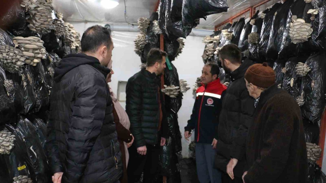 Erzincan’da istiridye mantarı üretimi başladı