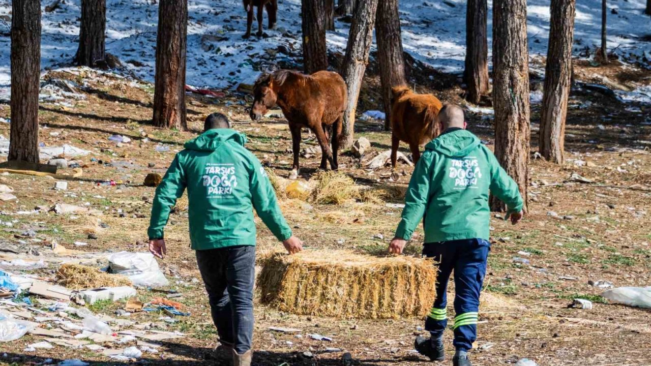Mersin’de yılkı atları için doğaya yem bırakıldı