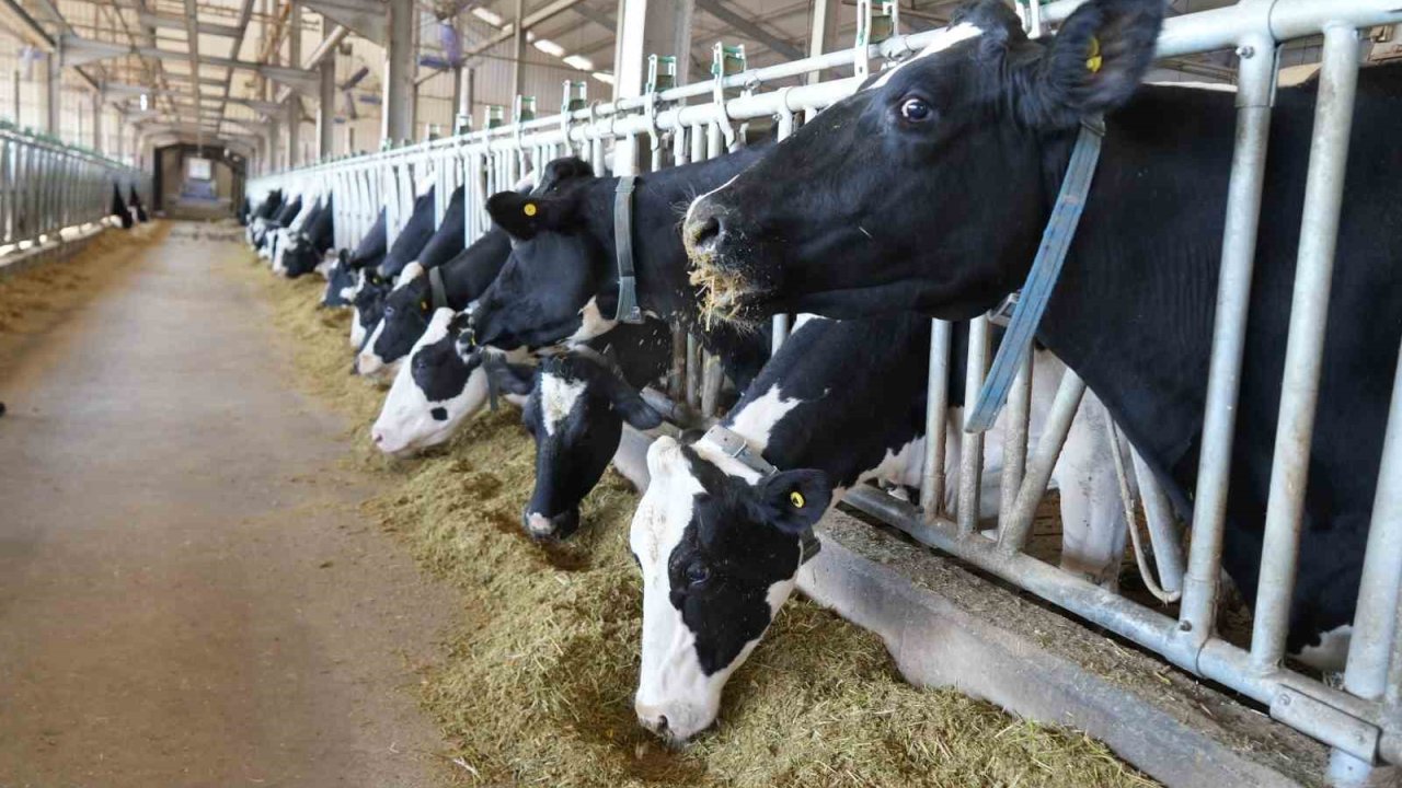 Tarım ve Orman İl Müdürlüğü’nden üreticilere proje çağrısı