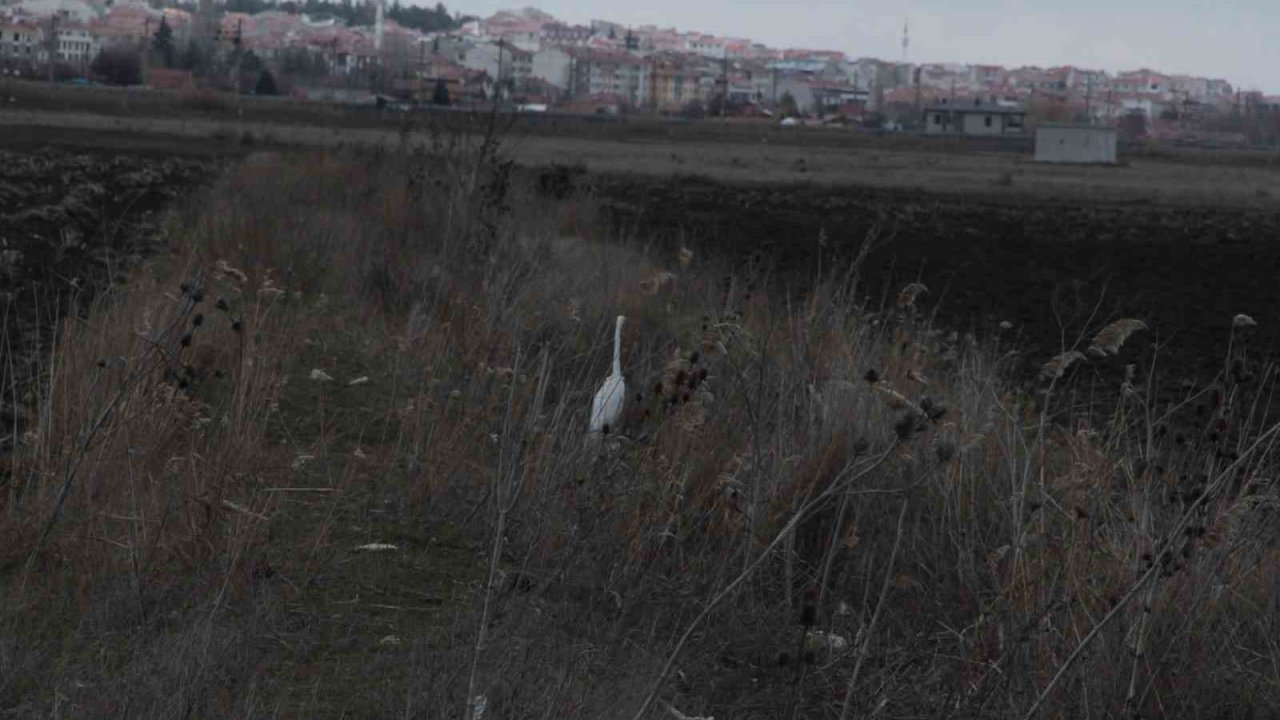 Eskişehir nadir görülen beyaz balıkçıl kuşu fotoğraflandı