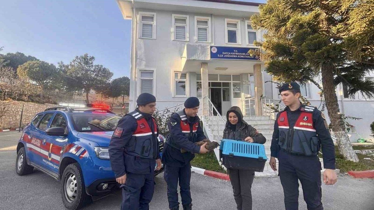 Muğla’da jandarma ekipleri yaralı şahini kurtardı