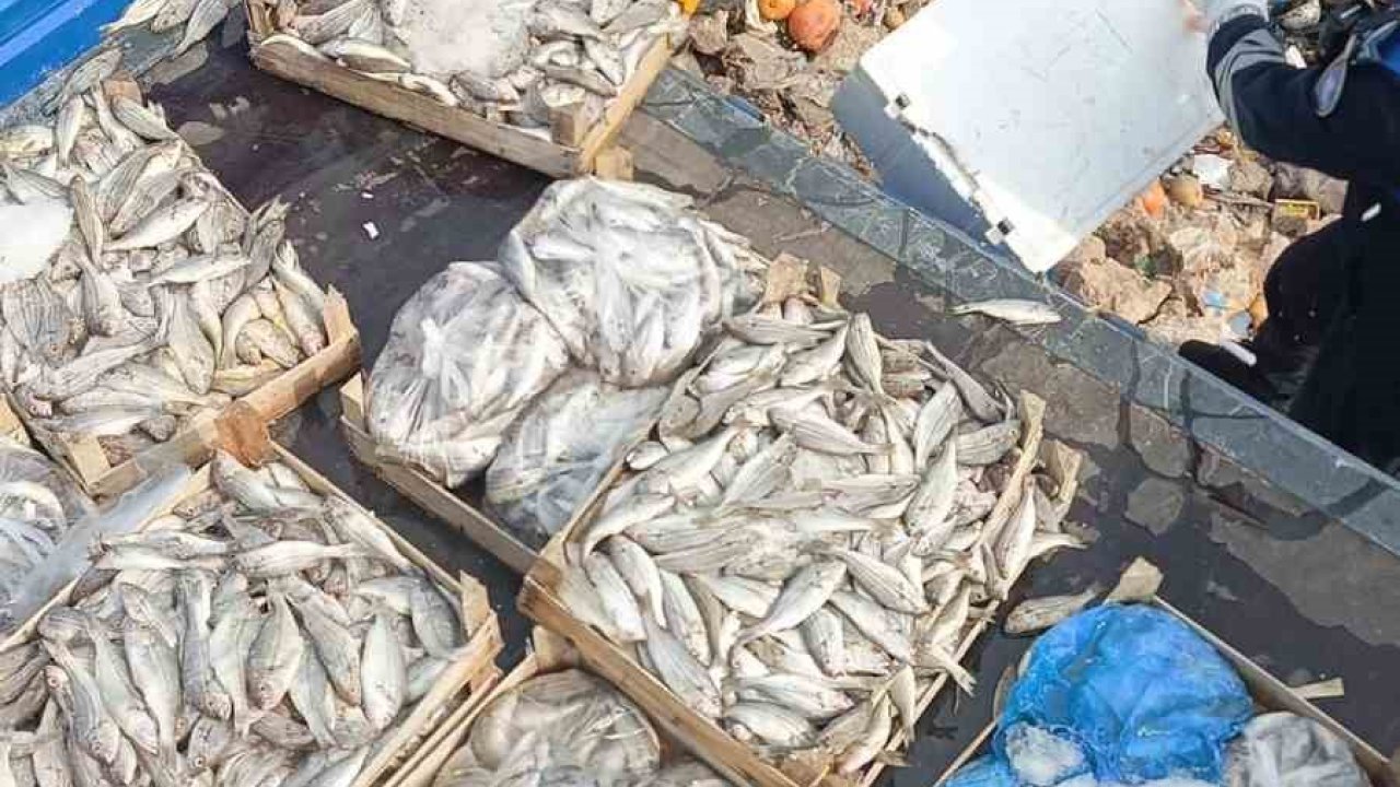 Tarsus’ta 16 kasa balık imha edildi