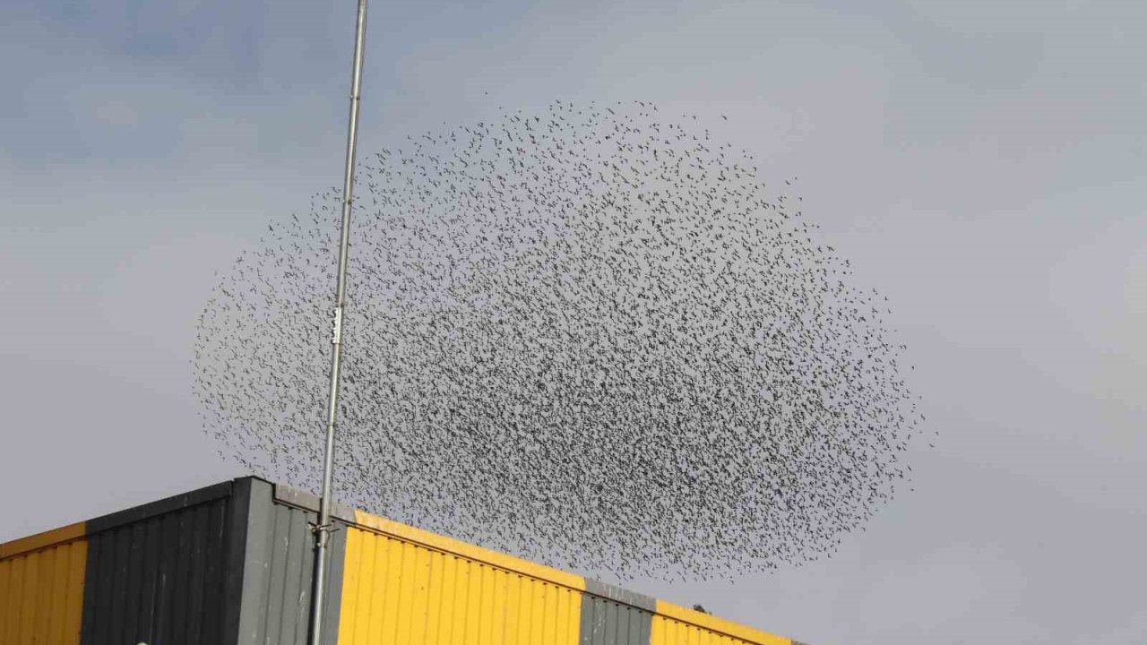 Gökyüzünde kuş sürüsünün hayran bırakan şöleni