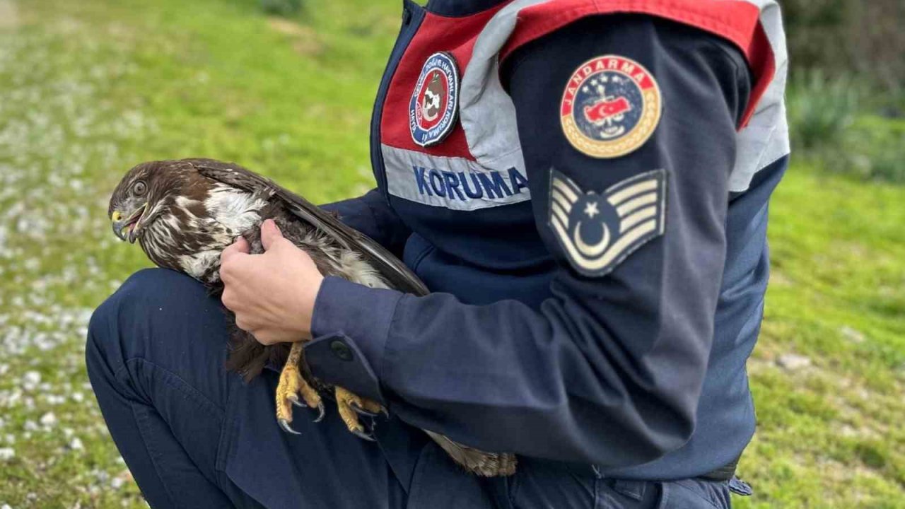 Jandarma Kızıl Şahin’e sahip çıktı