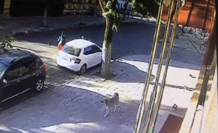 Kars Başıboş köpeklerden kurtuluyor!