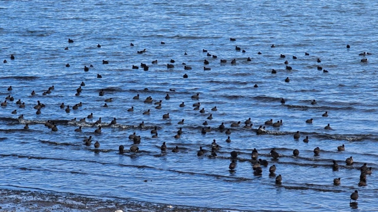 Tatvan’da sakarmeke yoğunluğu