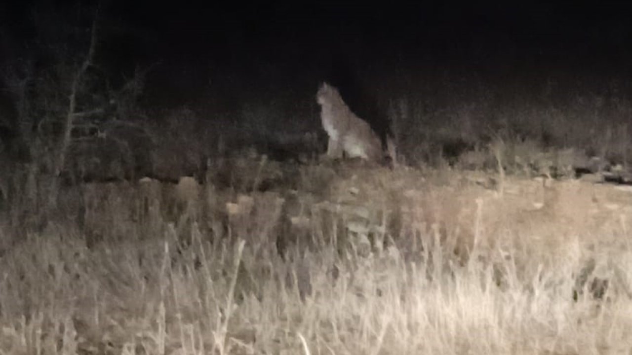 Nesli tehlike altındaki Kafkas Vaşağı gece avlanırken görüntülendi