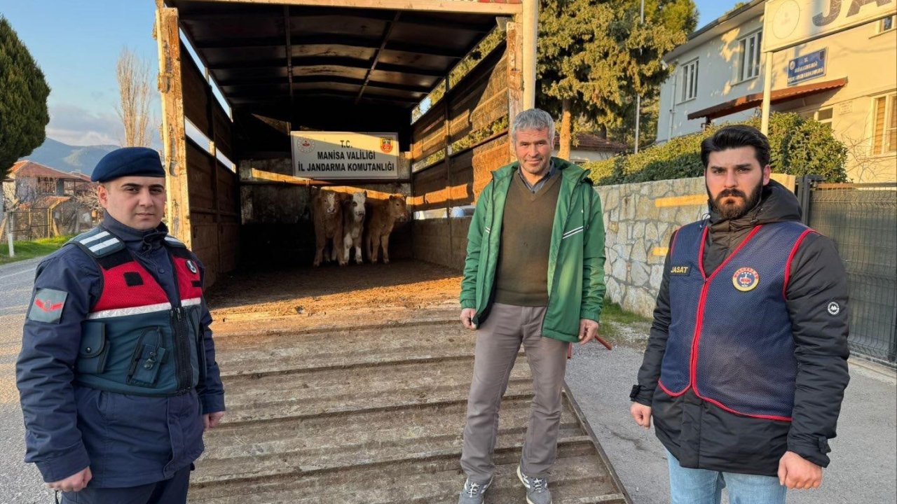 Akhisar’da çalınıp Bigadiç’te satılan buzağılar sahibine teslim edildi