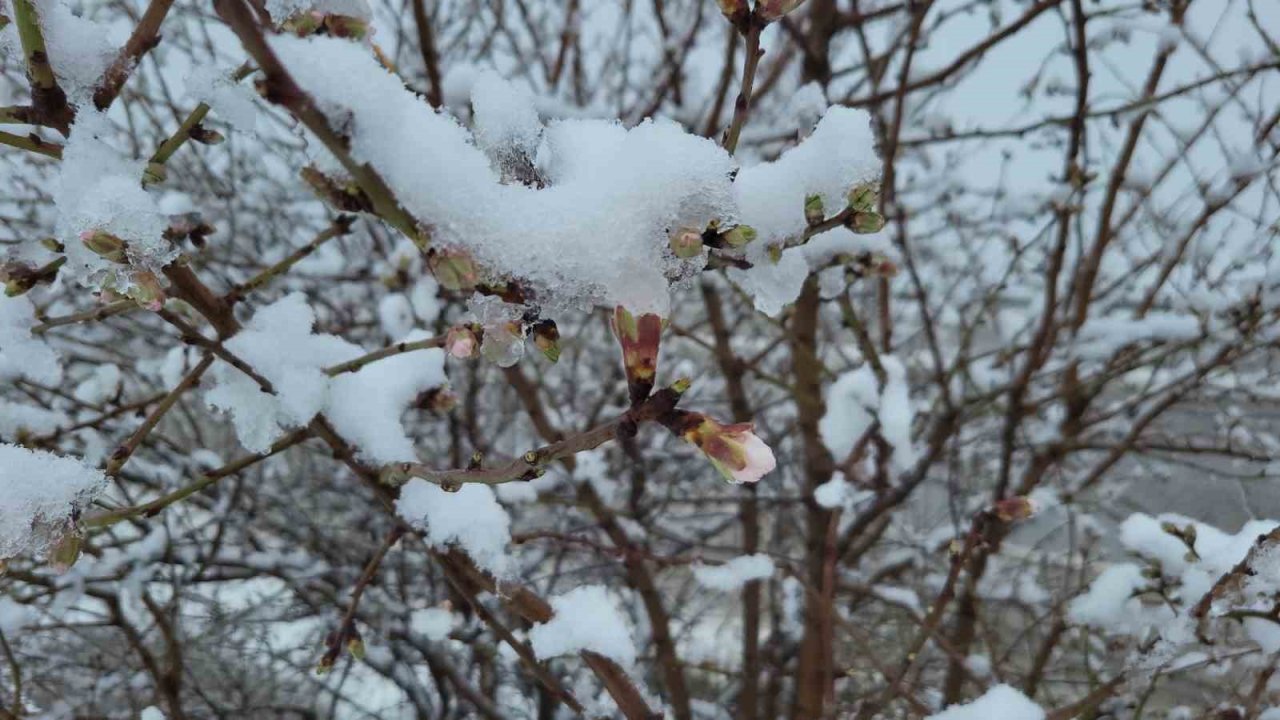Yalancı bahara aldanıp çiçek açan bademler karla kaplandı