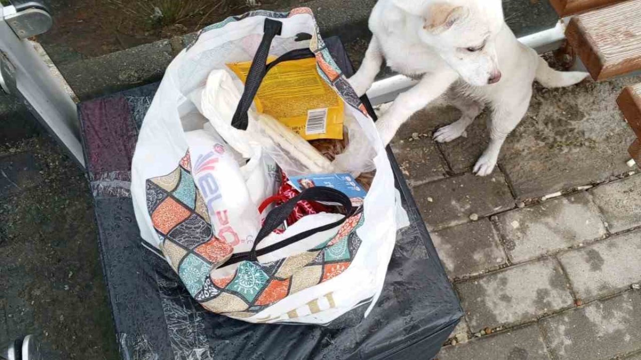 Yavru köpek soğukta "Sahiplenin" notuyla durağa bırakıldı