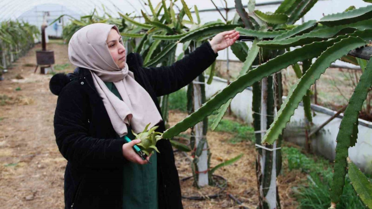 Kadın girişimci, Çarşamba Ovası’nda ‘ejder meyvesi’ yetiştirdi