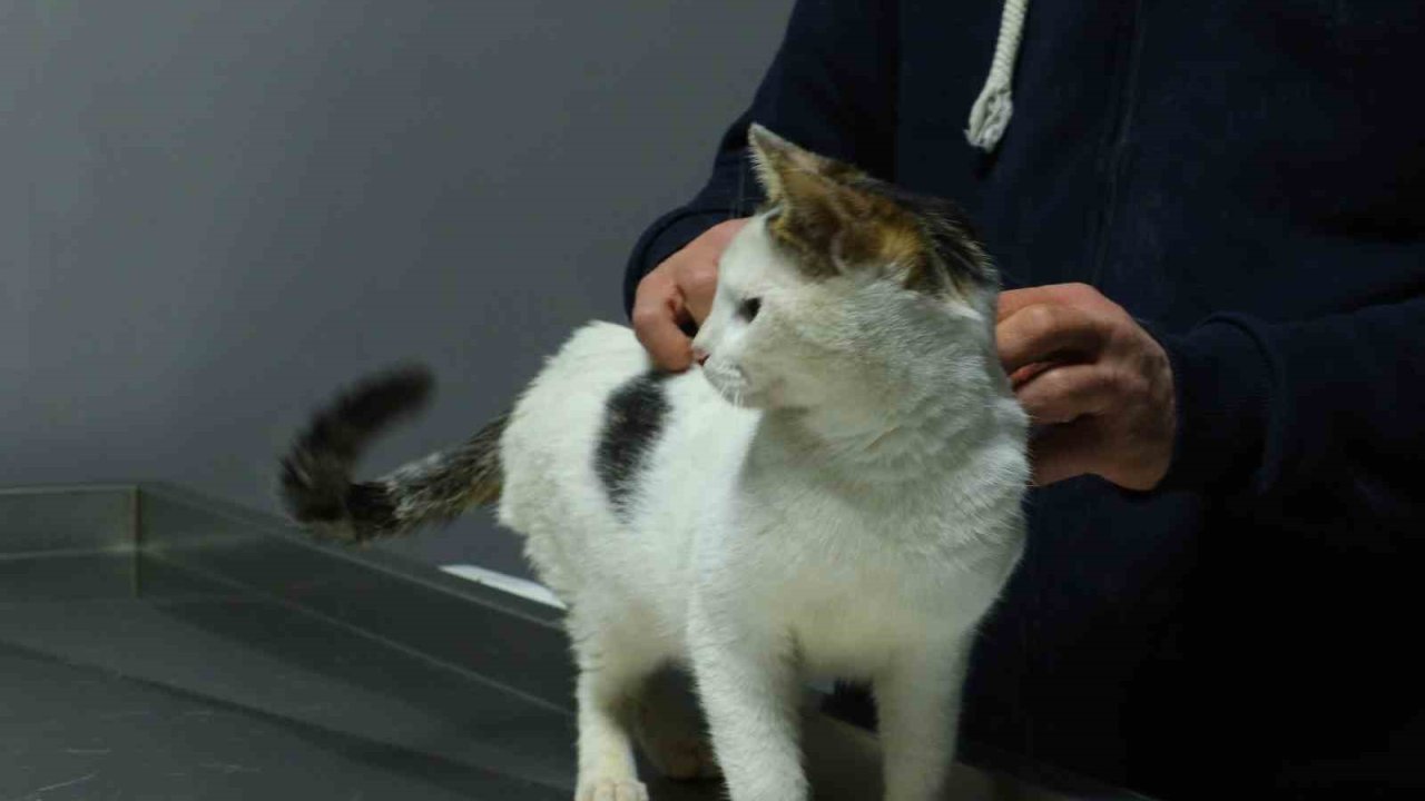 Ankara’da sahibinin otoparktaki aracında 2 gün kilitli bıraktığı kedi sahiplendirilecek