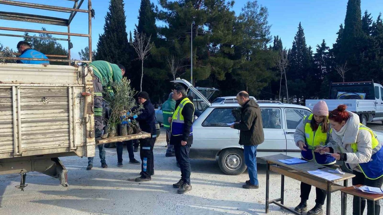 Denizli Büyükşehirden Buldanlı üreticilere zeytin fidanı desteği