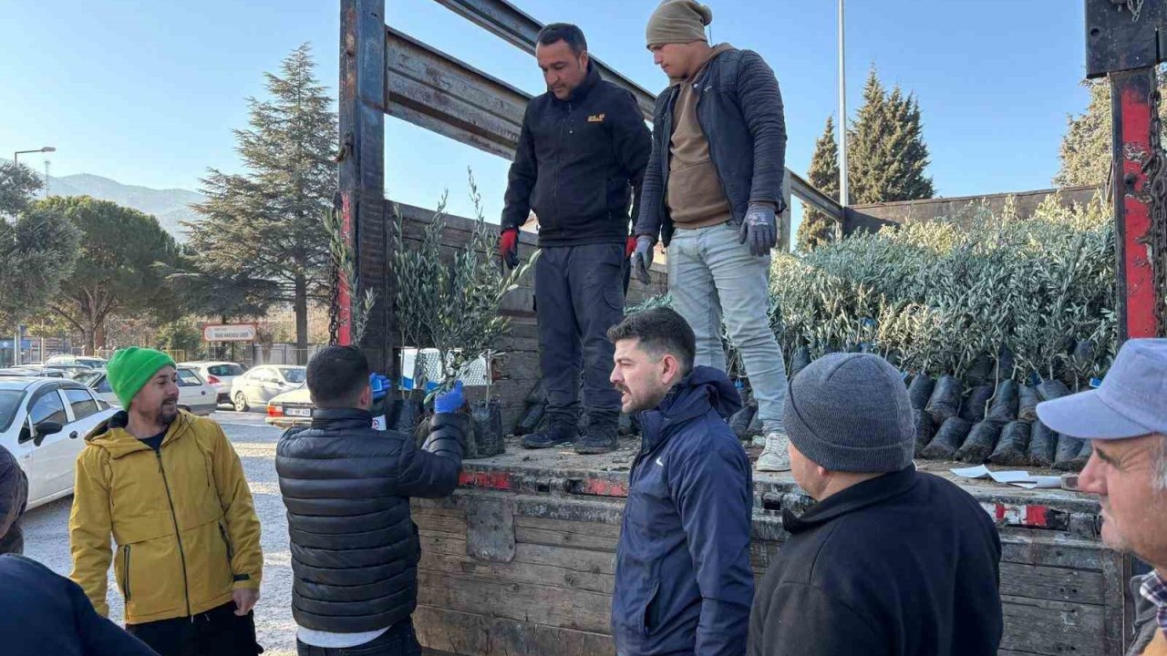Tavaslı çiftçilere zeytin fidanları dağıtıldı