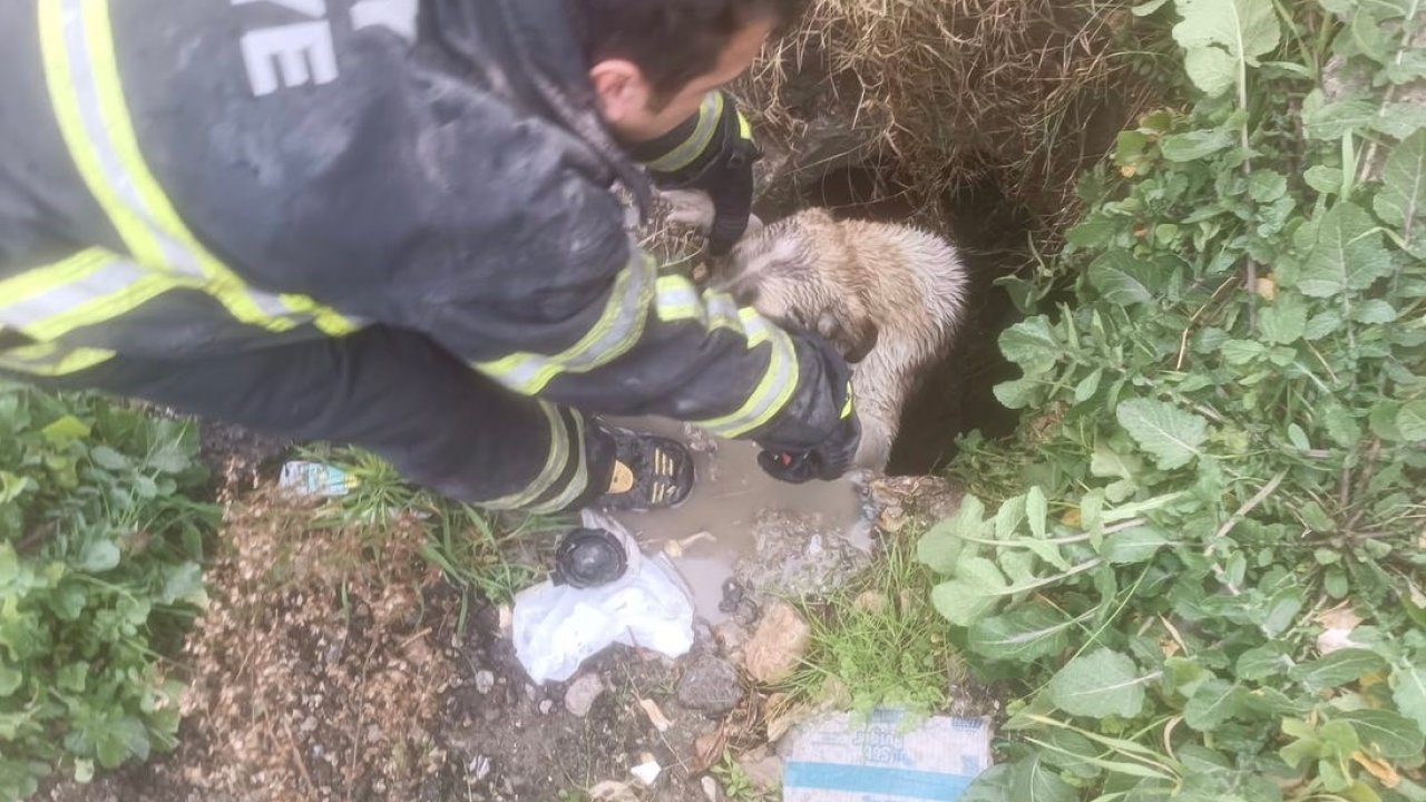 Arsuz’da kuyuya düşen köpeği itfaiye kurtardı
