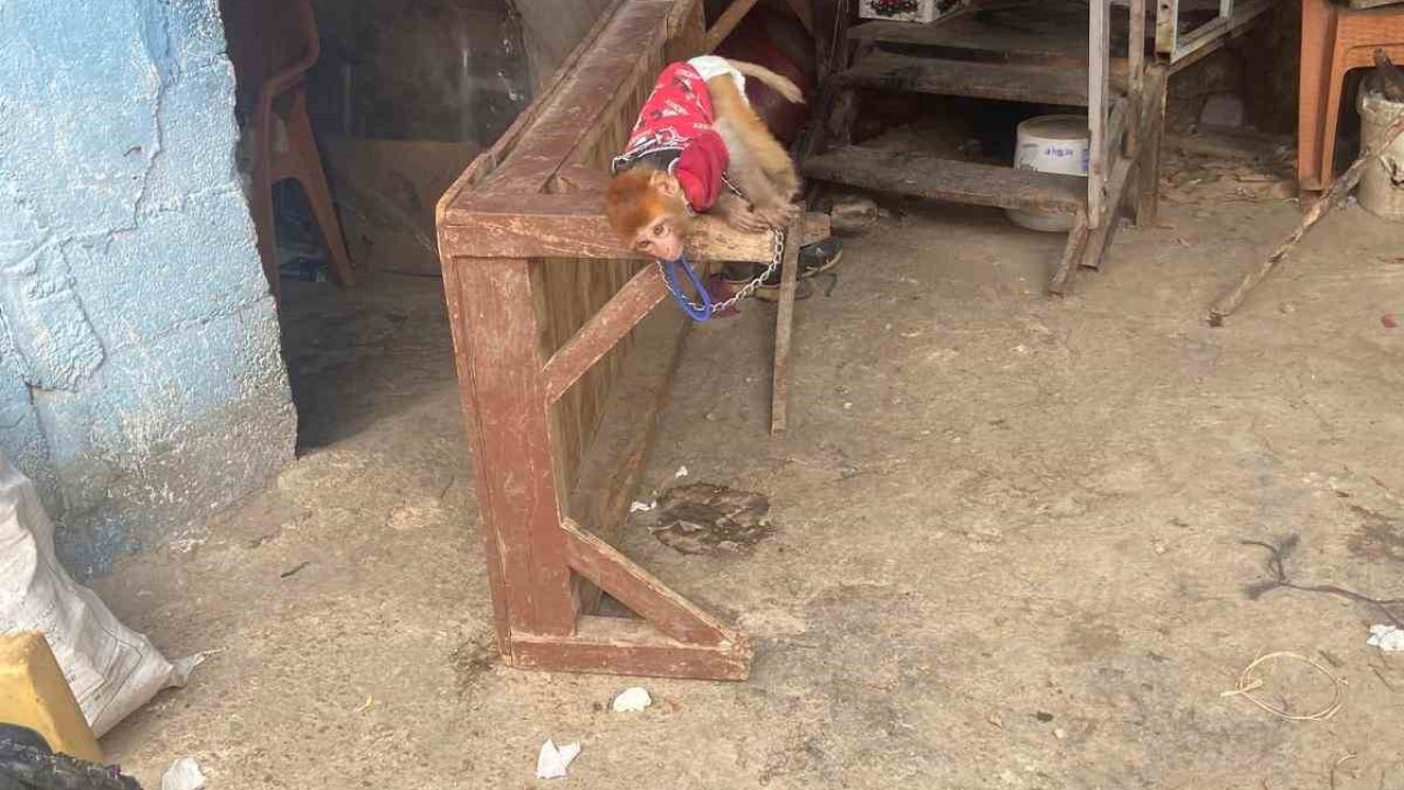 Tarsus’ta evde beslenmesi yasak maymun ve sincap ele geçirildi