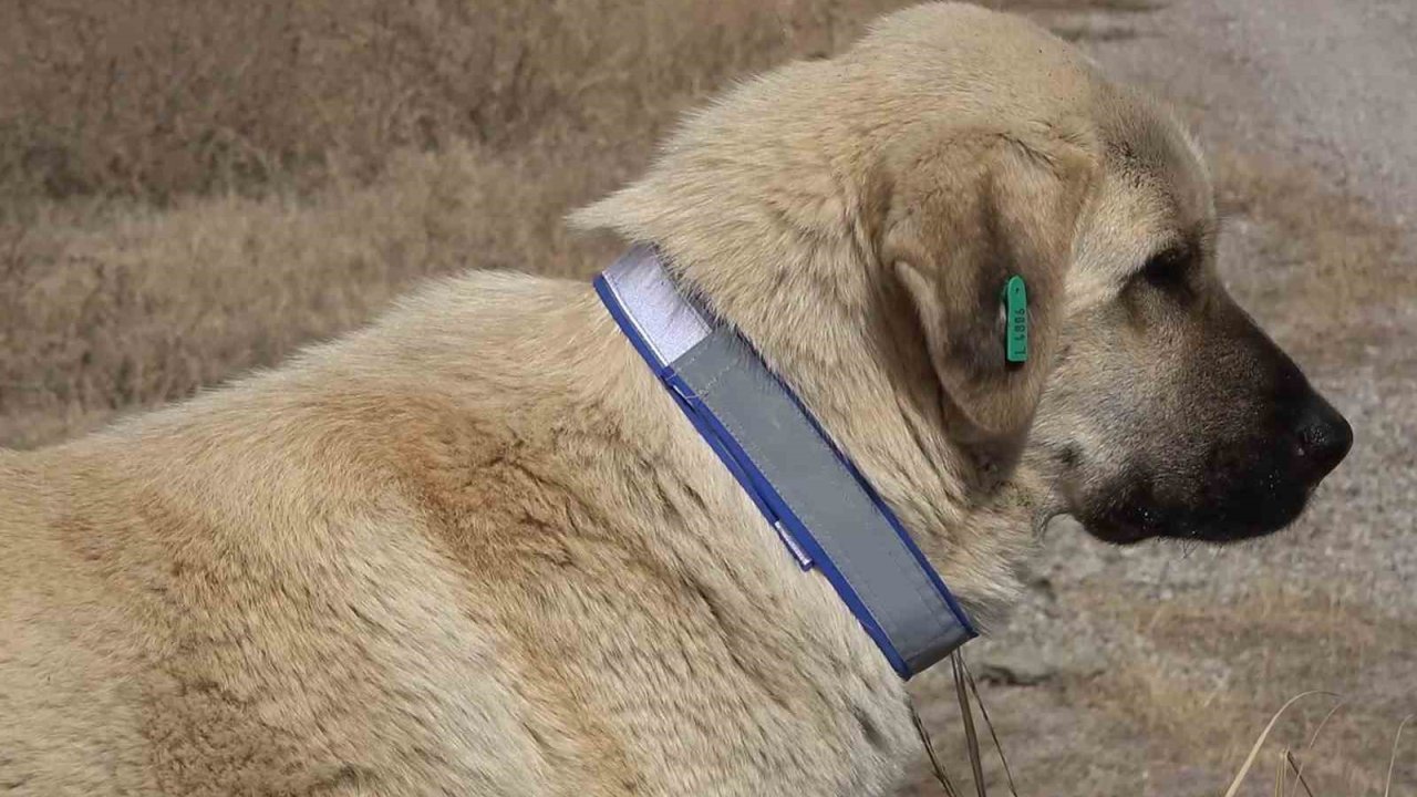 Sahipsiz hayvanları bakımevi dışında sokağa bırakanlara ağır yaptırım: Cezası 71 bin 965 lira