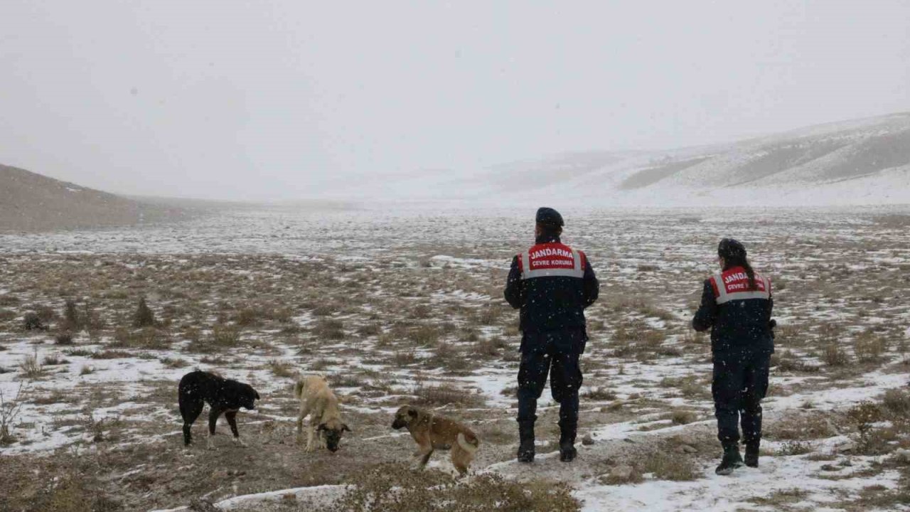 Jandarma zorlu kış şartlarında hayvanları yalnız bırakmıyor