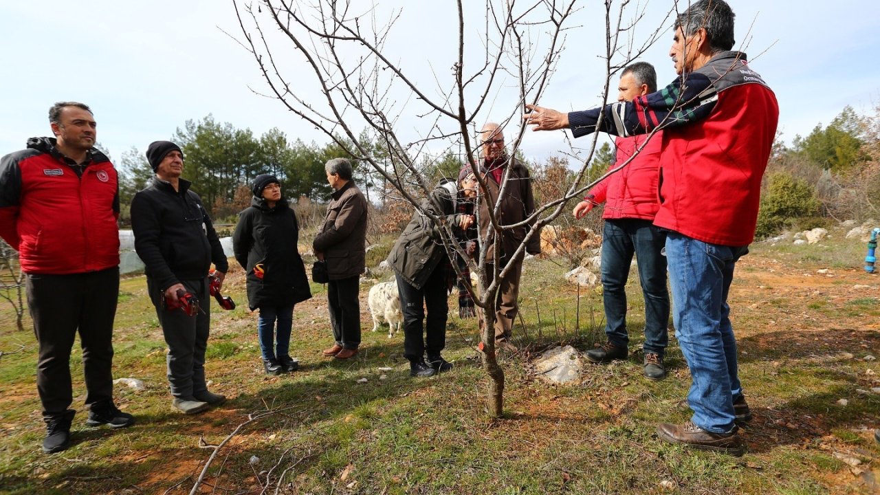 Muğla’da üreticilere meyve ağaçlarında budama eğitimi verildi