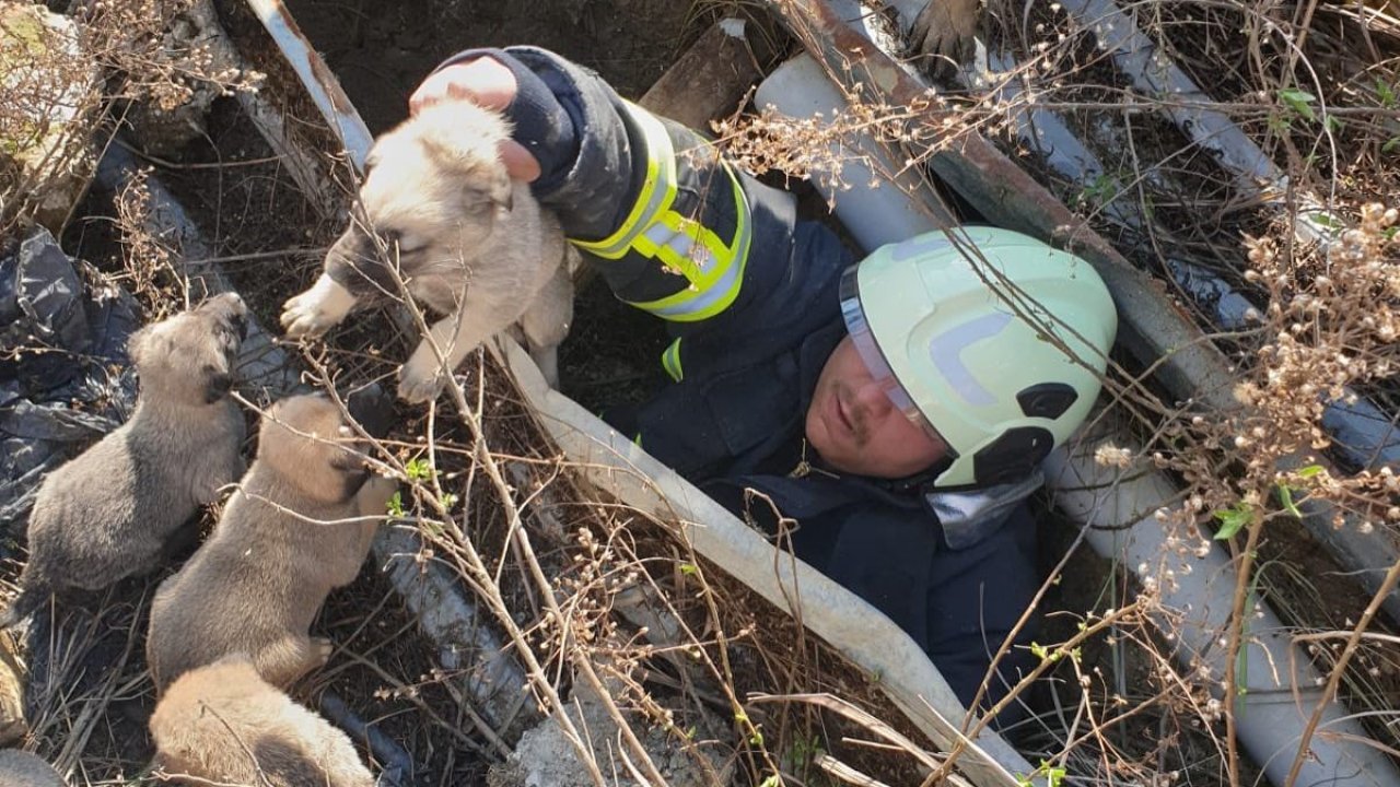 Antakya’da çukura düşen yavru köpekleri itfaiye kurtardı