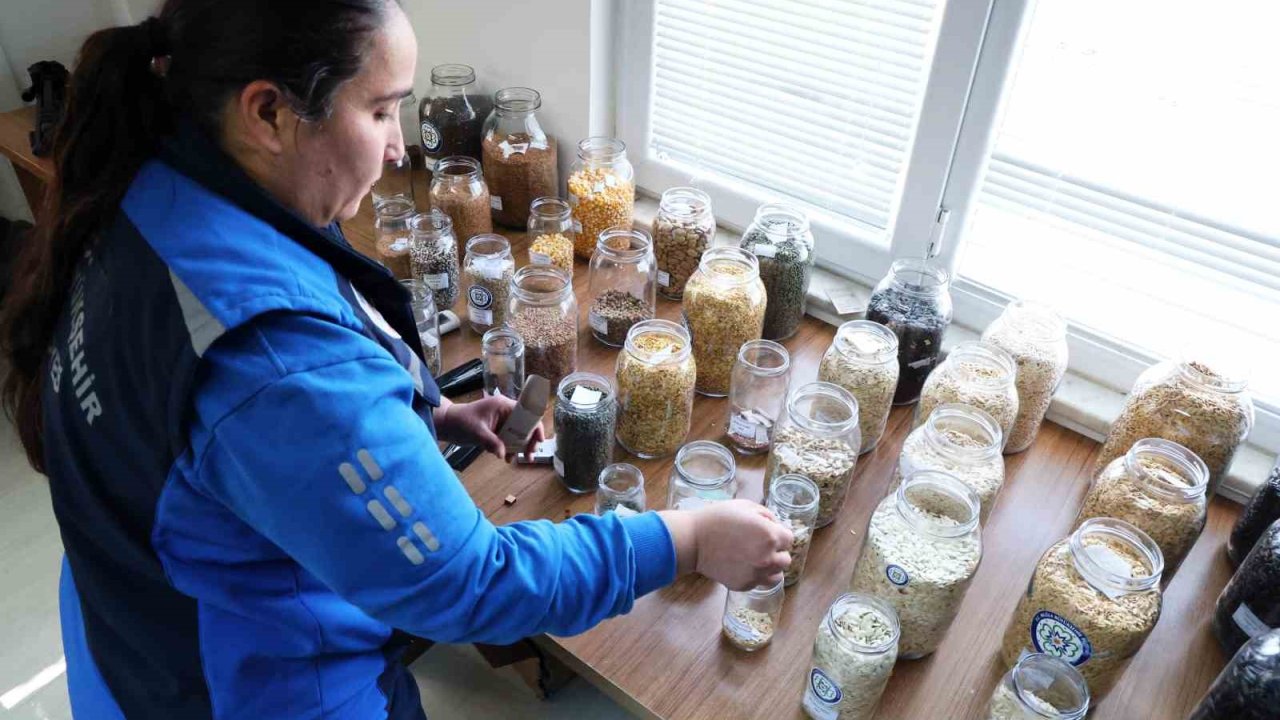 Muğla Büyükşehir’in yerel tohum dağıtımı devam ediyor