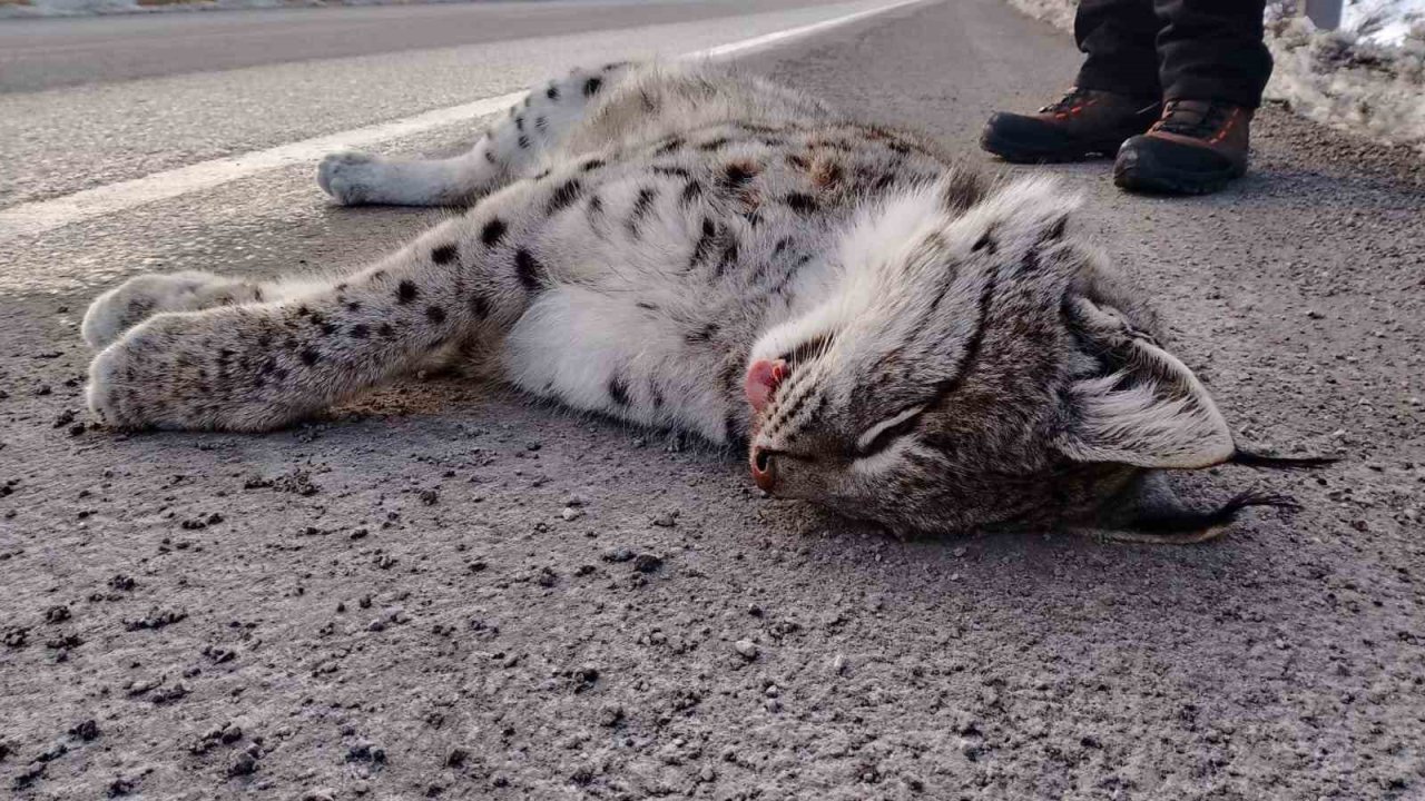 Sansa deresi yaban hayatına mezar oldu