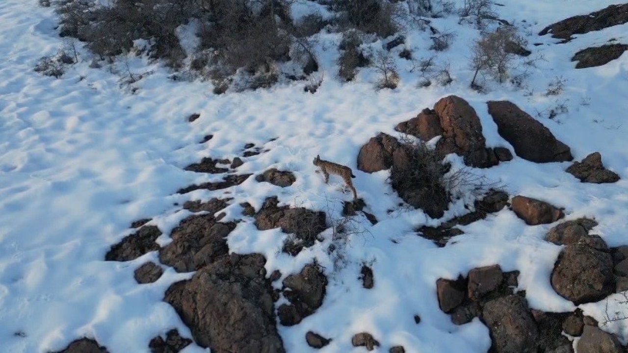 İlk defa vaşak gören Bayburtlu vatandaşın heyecanı ses tonuna yansıdı