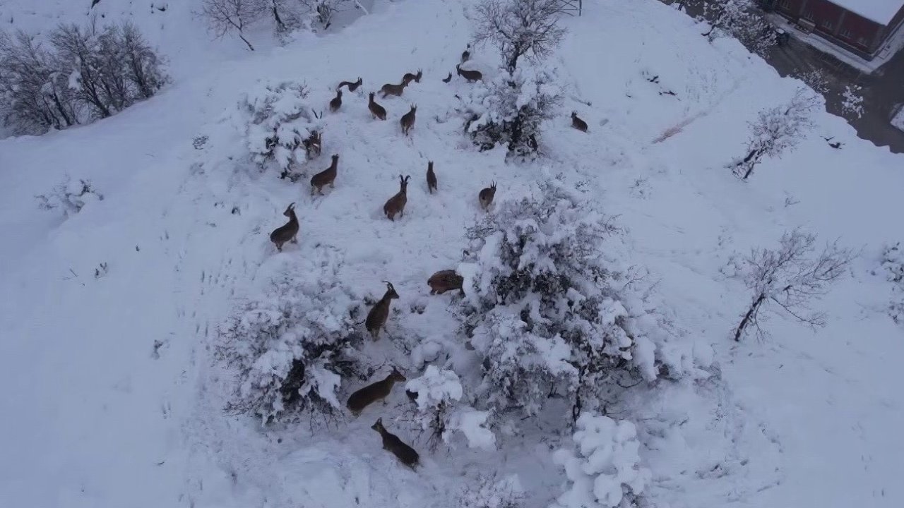 Yaban keçileri yiyecek bulmak için karsız bölgelere iniyor