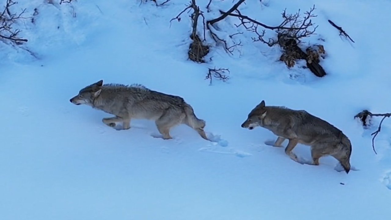 Munzur Vadisi’nde kurtlar görüntülendi