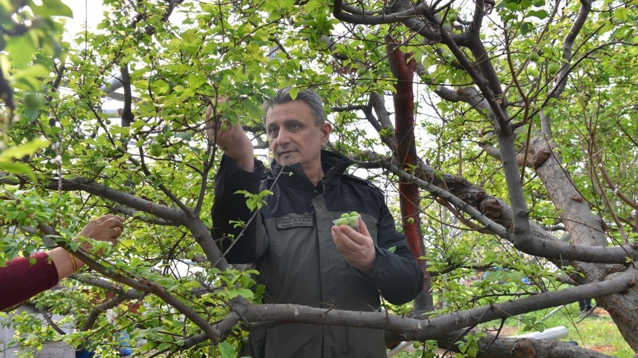 ORKÖY desteğinde üretilen eriklerin hasadı yapıldı